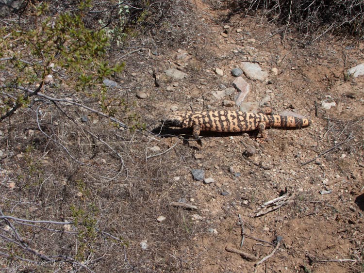 herpetology survey - gateway
