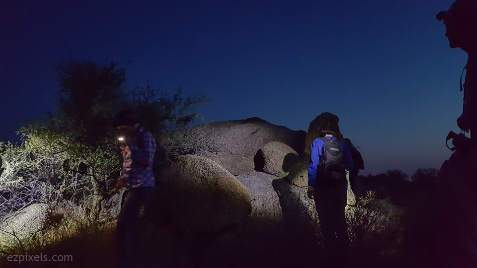 Lots of Chuckwalla scat but no Chucks