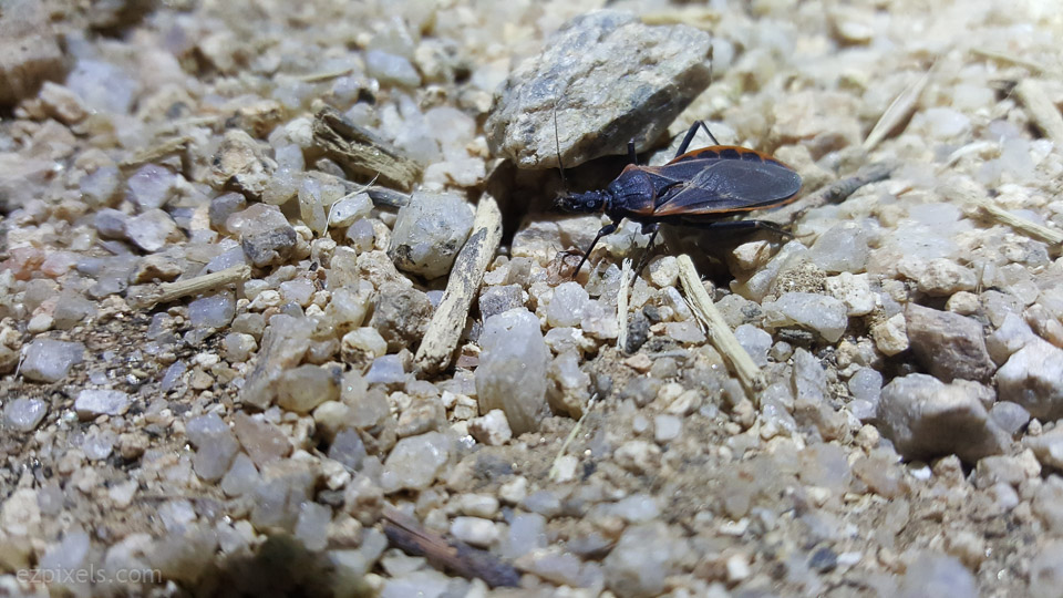 Natalie found several bugs for us. This is a true plant bug. Sucks juices from plans only, not people!