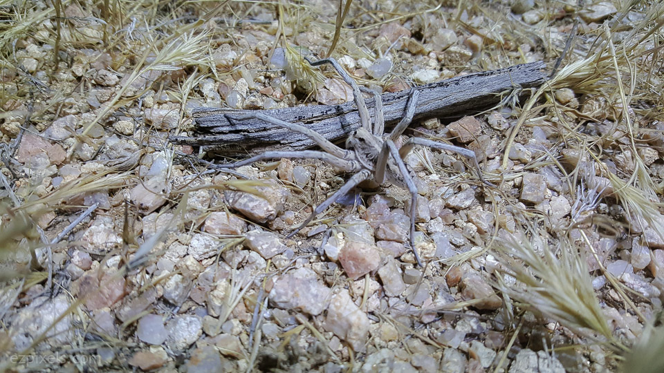 Large Grass spider aka Wolf Spider