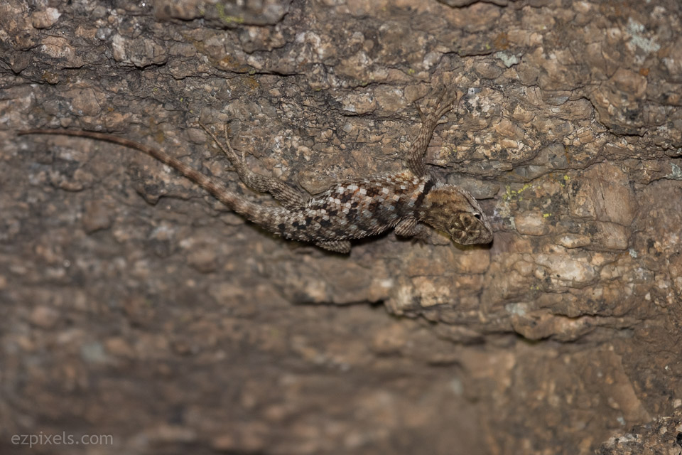 Second lizard spotted by Dave Weber. A juvenile Desert Spiny